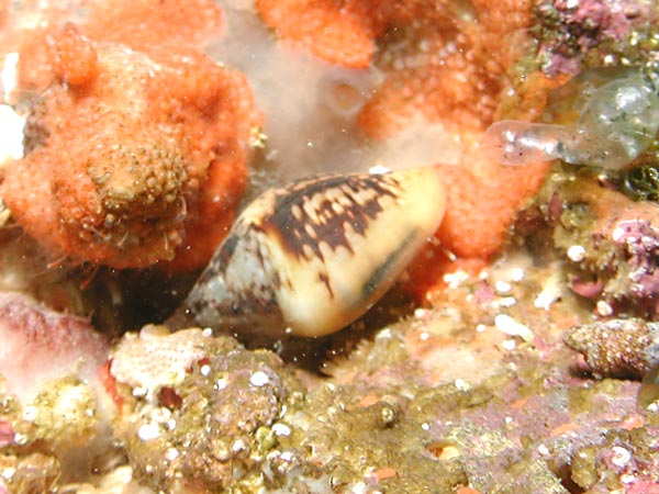 Columbella rustica